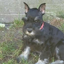 Bo - Black and silver male Miniature Schnauzer puppy in Atoka, Oklahoma from Boggy Depot Cavaliers & Friends