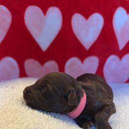 Pink Girl - Chocolate female Australian Labradoodle puppy in Oxford, Mississippi from Stony Brook Australian Labradoodles