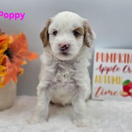 Poppy - Parti female Goldendoodle puppy in Summerville, South Carolina from Channys Doodles