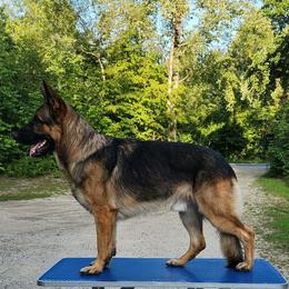 Max - German Shepherd