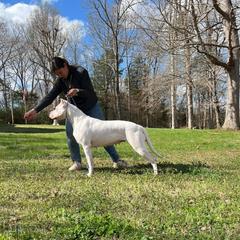 Dogo Argentino puppies from Dogos Casa Monarca