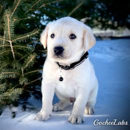 Labrador Retriever Puppies from Gochee Labs