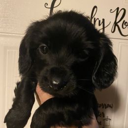Dachshunds from Shiloh Ranch and Kennels