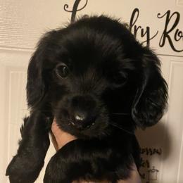 Dachshunds from Shiloh Ranch and Kennels