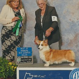 Tessa - Pembroke Welsh Corgi