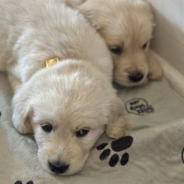 Golden Retriever puppies from Fields of Gold Retrievers