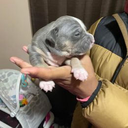 Girl 1 - American Bully puppy in Holland, Michigan from PlayHouse Bullies