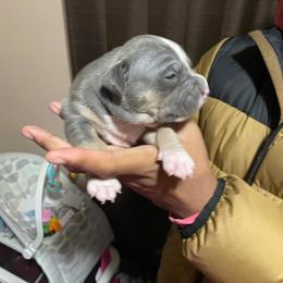 Girl 1 - American Bully puppy in Holland, Michigan from PlayHouse Bullies