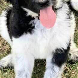 Bernedoodles and Labradoodles from County Line Kennels