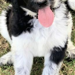 Bernedoodles and Labradoodles from County Line Kennels