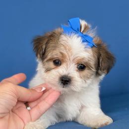 Maverick Parti Teacup Male - Parti male Yorkshire Terrier puppy in Salisbury, Delaware from Royal Haven Pet Co.