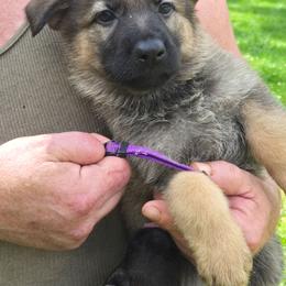 Tbd - Sable female German Shepherd puppy in Oconomowoc, Wisconsin from Vom Haus Borchardt GSD Kennels