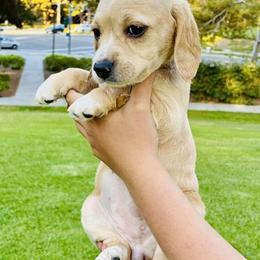 Daisy - Buff and white female Cocker Spaniel puppy in Santa Ana, California from American Cocker Spaniel