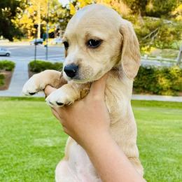 Daisy - Buff and white female Cocker Spaniel puppy in Santa Ana, California from American Cocker Spaniel