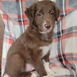 Rocket - White and red male Border Collie puppy in Watsontown, Pennsylvania from Kate Gresham