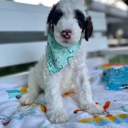 Sheepadoodle Puppies from Pawsome Doodle Haven