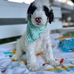 Sheepadoodle Puppies from Pawsome Doodle Haven