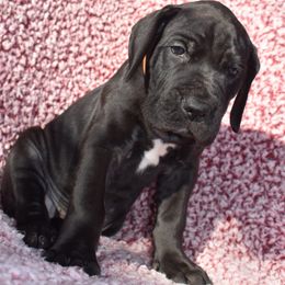 Orange Collar Black Female - Great Dane puppy from Texas Blue Danes