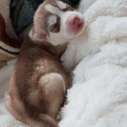 Ollie - Red and white male Siberian Husky puppy in Bly, Oregon from Hill Top Huskies