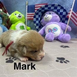 Mark - Sable male Pembroke Welsh Corgi puppy in Apison, Tennessee from Ashmore Corgis