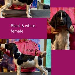 Kanga - Black and white female German Shorthaired Pointer puppy in Aitkin, Minnesota from Whispering’s GunDogs