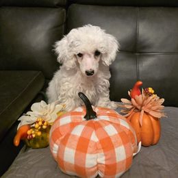 Nova AKC - Parti female Poodle puppy in Wittmann, Arizona from Marlees Puppies 1