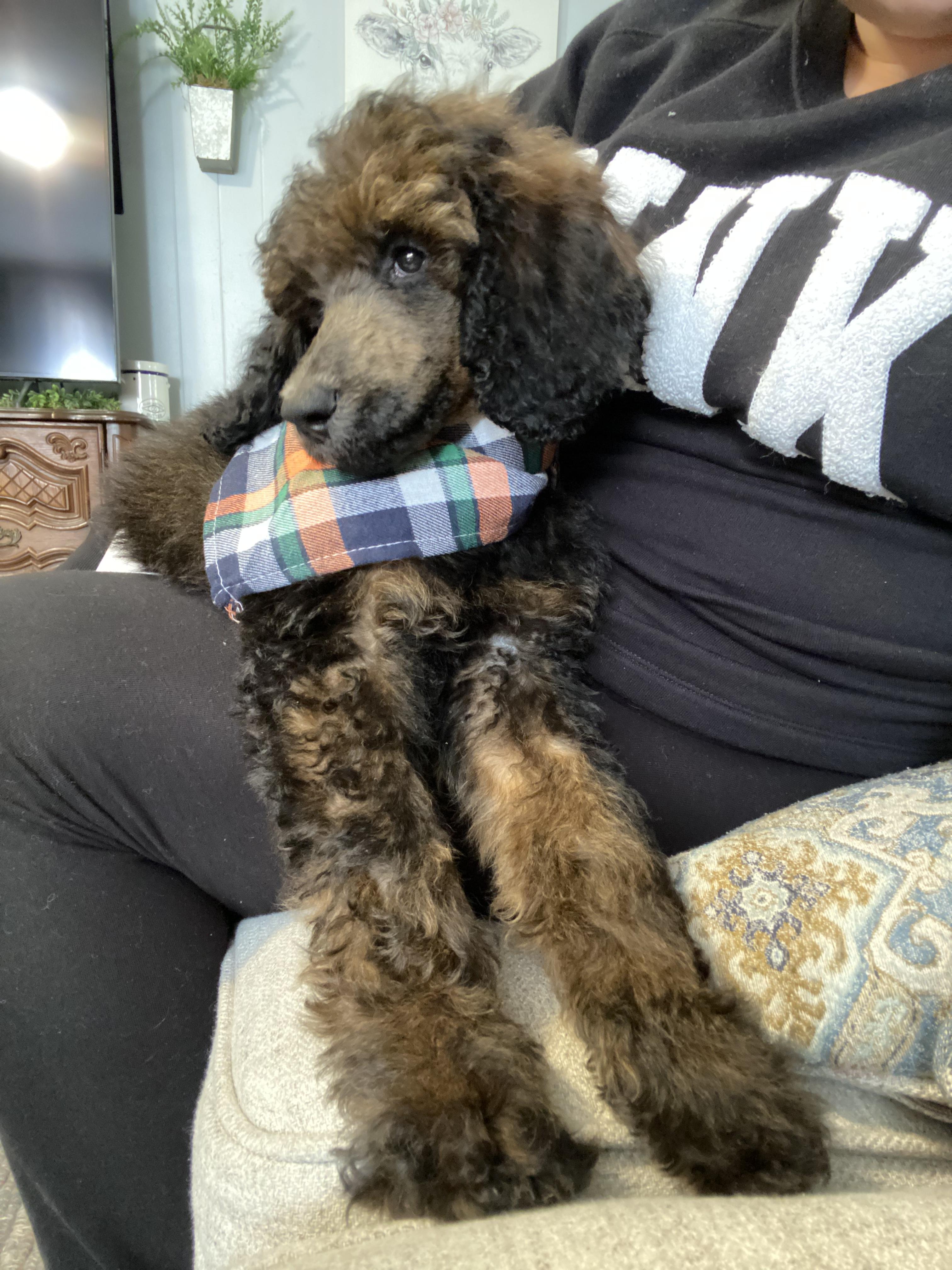 Louie
