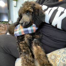 Louie - Poodle