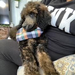 Louie - Poodle