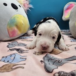 Snickers - Black and white male Bernedoodle puppy in Lancaster, Pennsylvania from NLB Mini Bernedoodles