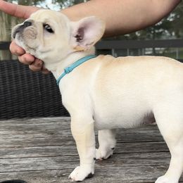 Boy 2 - Cream French Bulldog puppy in Deltona, Florida from MacArthur French AdoraBulls