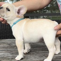 Boy 2 - Cream French Bulldog puppy in Deltona, Florida from MacArthur French AdoraBulls
