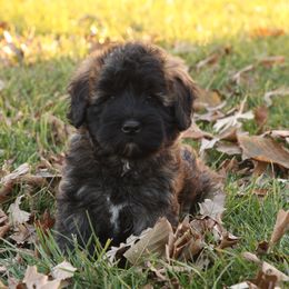 Gregg - Wheaten male Whoodle puppy in West Bend, Iowa from Blue Skies Terriers