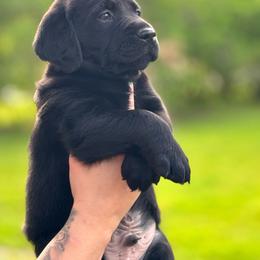 Boy 2 - male Companion Cross puppy in Montrose, Michigan from Spraggins Sweet Acres
