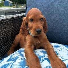 Light blue boy - Mahogany Irish Setter puppy in Fredonia, New York from Northwinds