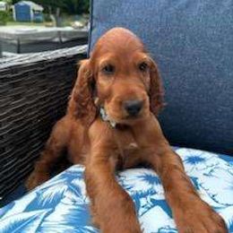 Light blue boy - Mahogany Irish Setter puppy in Fredonia, New York from Northwinds