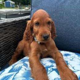 Light blue boy - Mahogany Irish Setter puppy in Fredonia, New York from Northwinds