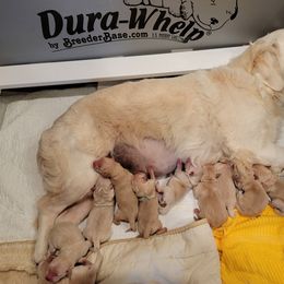 Golden Retriever Puppies from High Flyer Golden Retrievers