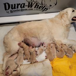 Golden Retriever Puppies from High Flyer Golden Retrievers