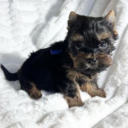 Teddy - Black and gold male Yorkshire Terrier puppy in California from All Star Yorkies