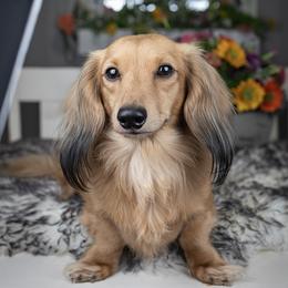 Squeak - Dachshund