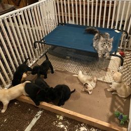"Cat Nanny" Labrador Retriever Puppies from Lothlorien Labradors