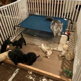 "Cat Nanny" Labrador Retriever Puppies from Lothlorien Labradors