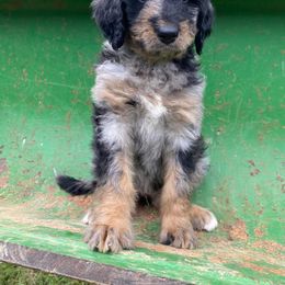 Bernedoodle Puppies from Bayou Blu's Bernedoodles