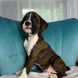 Girl 6 - Brindle female Boxer puppy in Prestonsburg, Kentucky from Diamond Standard Boxers