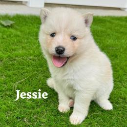 Jessie - White female Pomsky puppy in Venus, Pennsylvania from Hemlock Pines Pomsky