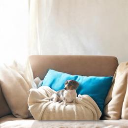 Harper - Dachshund