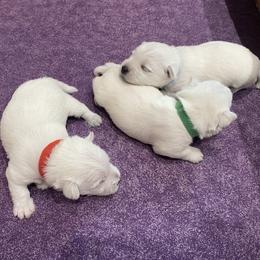 Boy 1 - White male West Highland White Terrier puppy in Idabel, Oklahoma from Ravens Nest Westies
