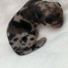 Theodore - Dapple male Dachshund puppy in Colorado Springs, Colorado from Clear Creek Dachshunds