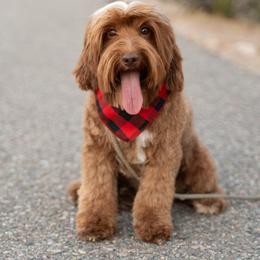 Archie - Australian Labradoodle